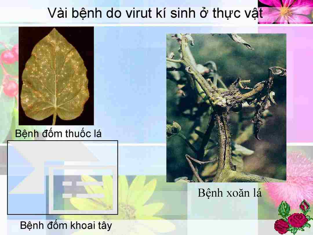 Cây trồng bệnh do sâu