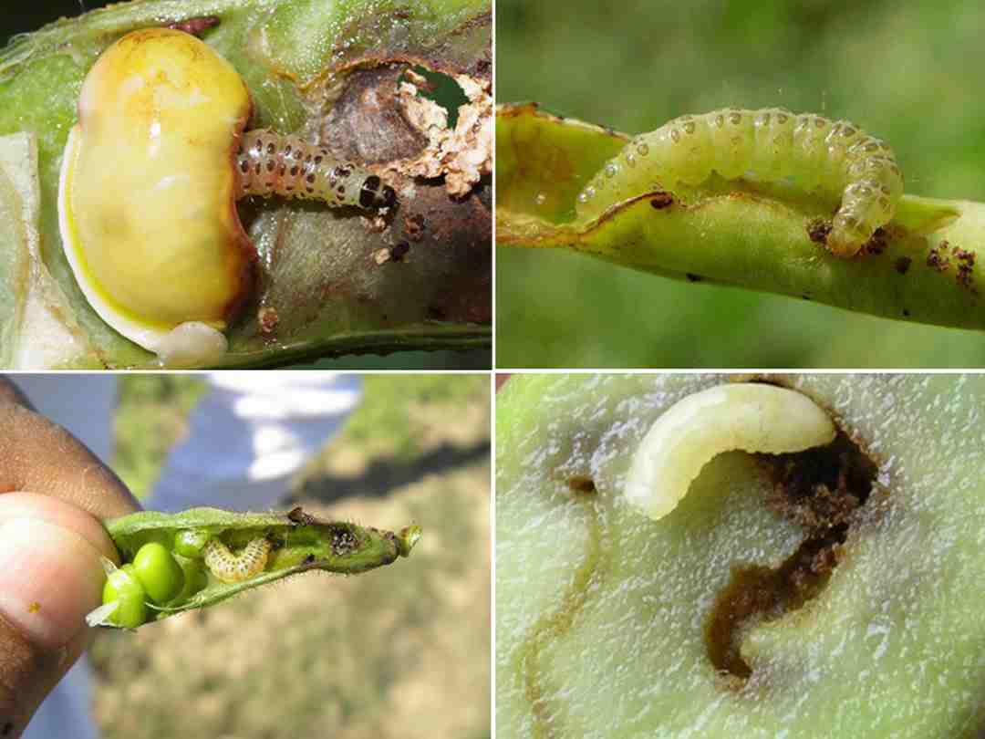 Chăm sóc cây trồng không đúng cách làm cho cây khó phát triển