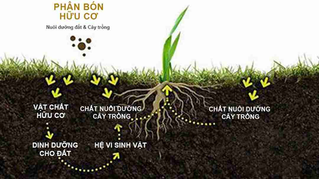 Bón phân hữu cơ cho đất có tác dụng hữu ích