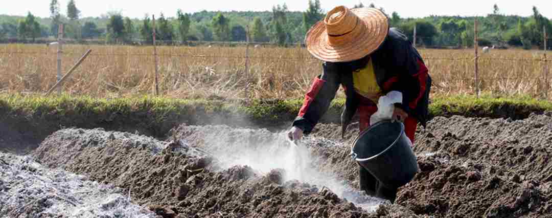 Bón vôi cho đất mặn có tác dụng hỗ trợ rửa mặn