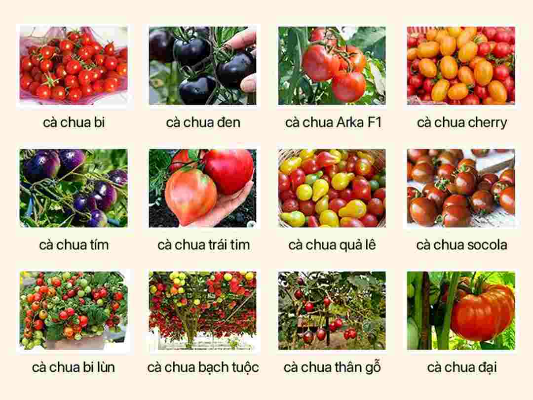 Các loại cà chua