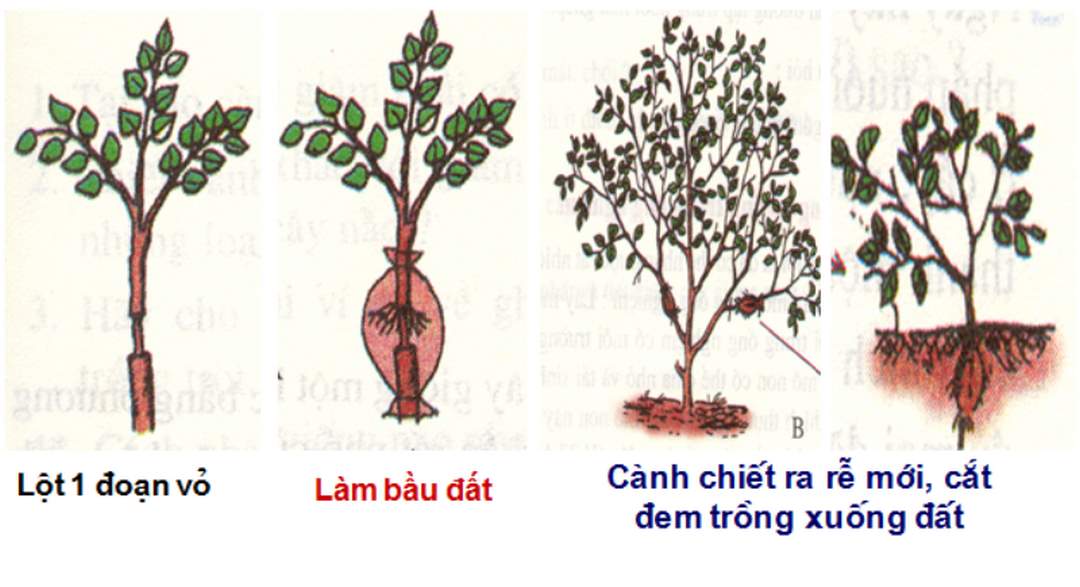 Chiết cành kỹ thuật của nhà vườn