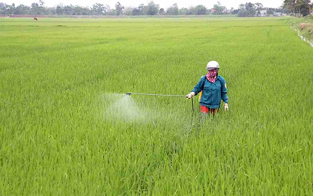 Ưu tiên phun thuốc mang đến chất lượng