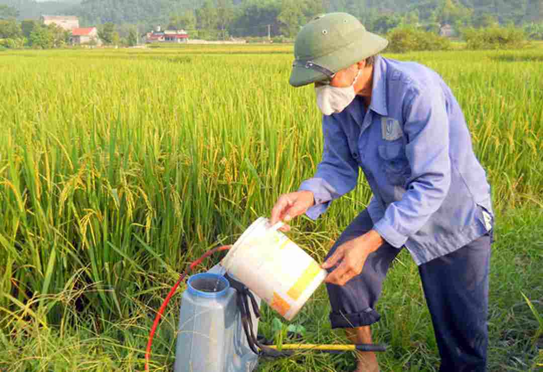 Giải pháp chất lượng cho cây