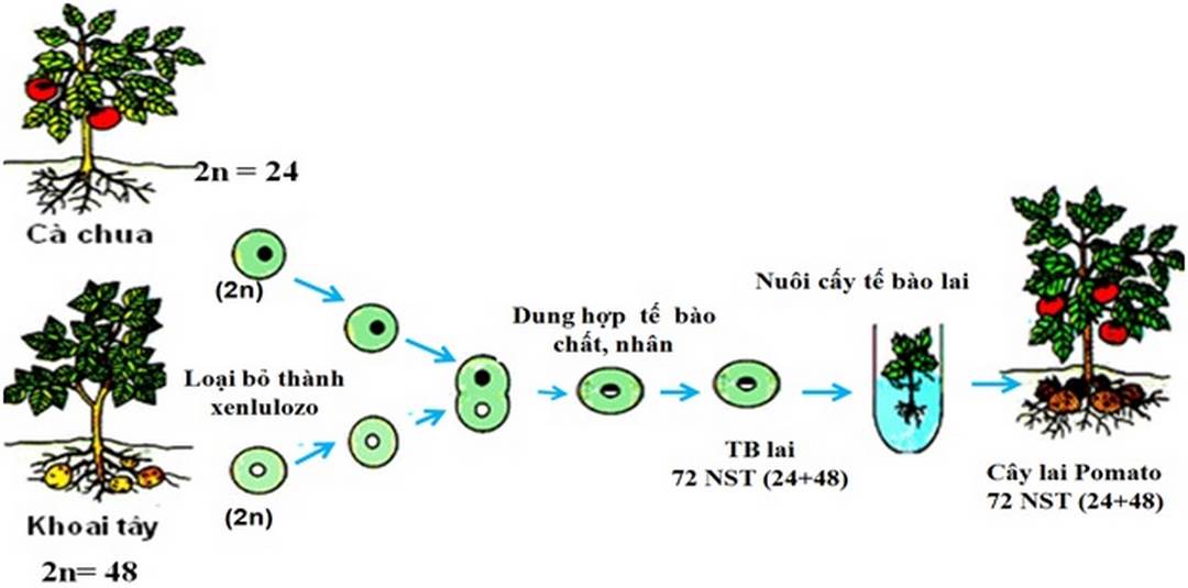 Sơ đồ lai tạo giống cây trồng mới