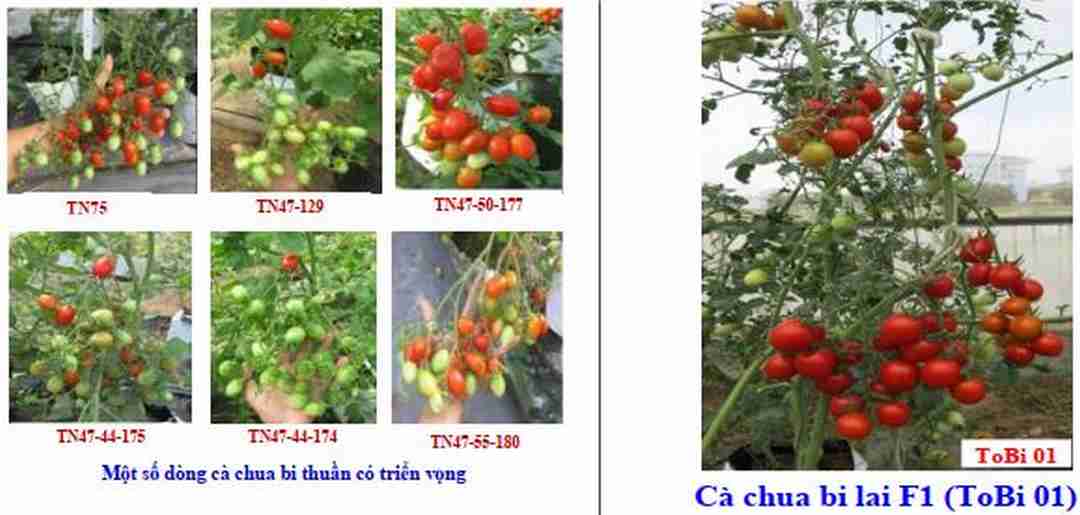 Phương pháp tạo giống cho cà chua mới