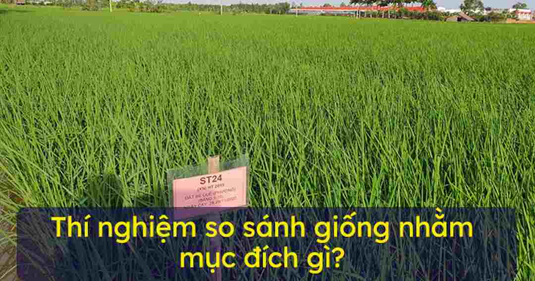 Cần phải thí nghiệm so sánh giữa các giống để biết cái nào tốt