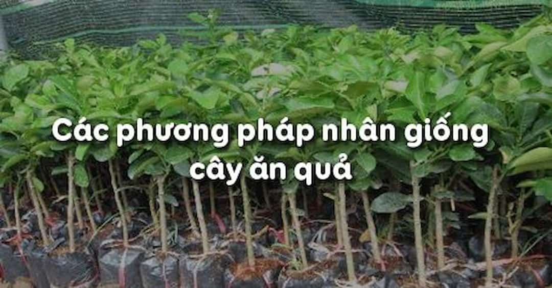 Các phương pháp nhân giống cây ăn quả ưu việt hiện nay