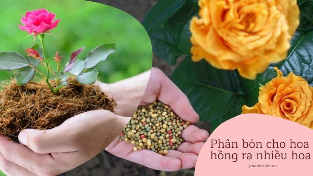 Quy trình bón phân cho hoa hồng