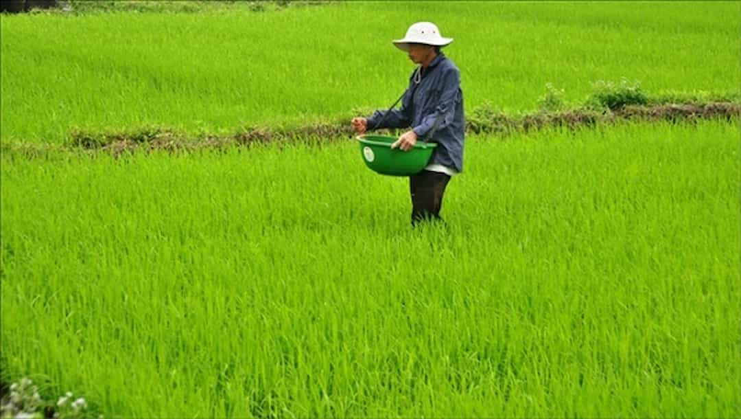 Kỹ thuật và cách bón phân cho lúa dành cho bà con nông dân