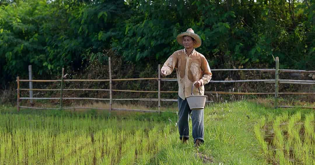 Cách bón thúc giúp lúa đẻ nhánh