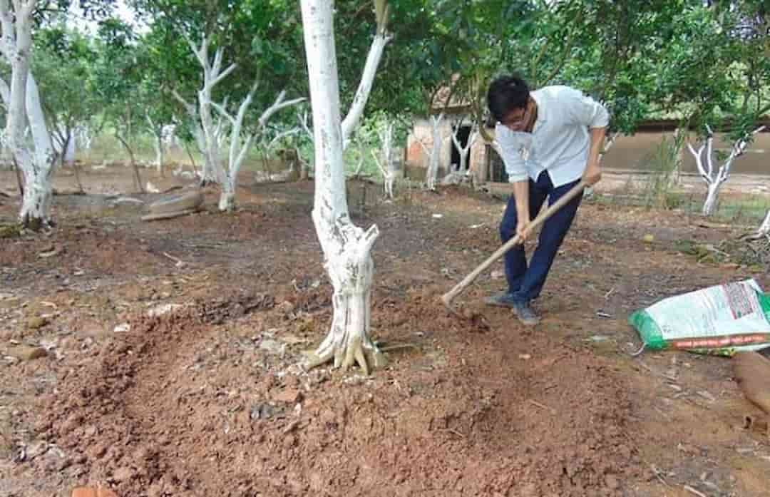 Cách bón phân thúc cho cây ăn quả đúng kỹ thuật