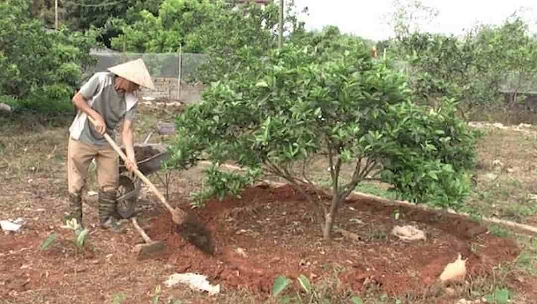 Cách bón phân thúc cho cây ăn quả sao cho hiệu quả nhất