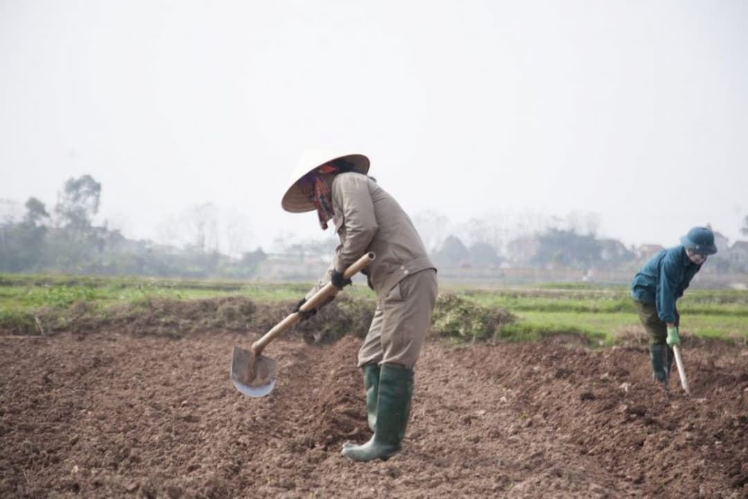 Những tác dụng của việc cải tạo đất bằng vôi bột