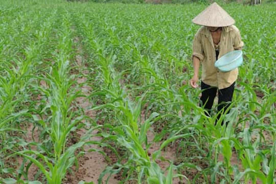 Chăm sóc cây ngô (bắp) - Bón phân, nhu cầu dinh dưỡng của cây ngô