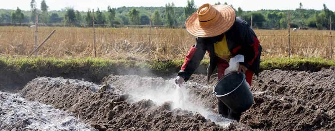 Hướng dẫn cách dùng vôi bột khử trùng đất hiệu quả và an toàn