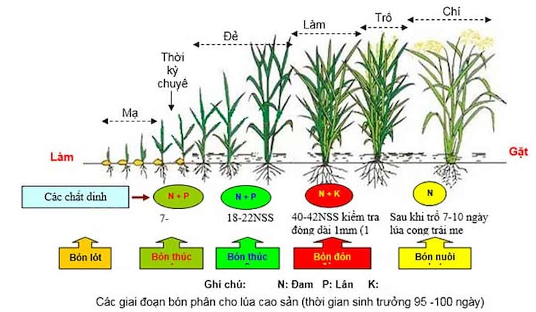 Bón lót đạm cho lúa