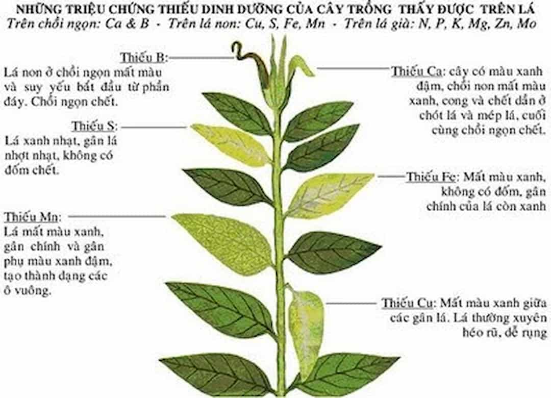 Khái niệm phân bón