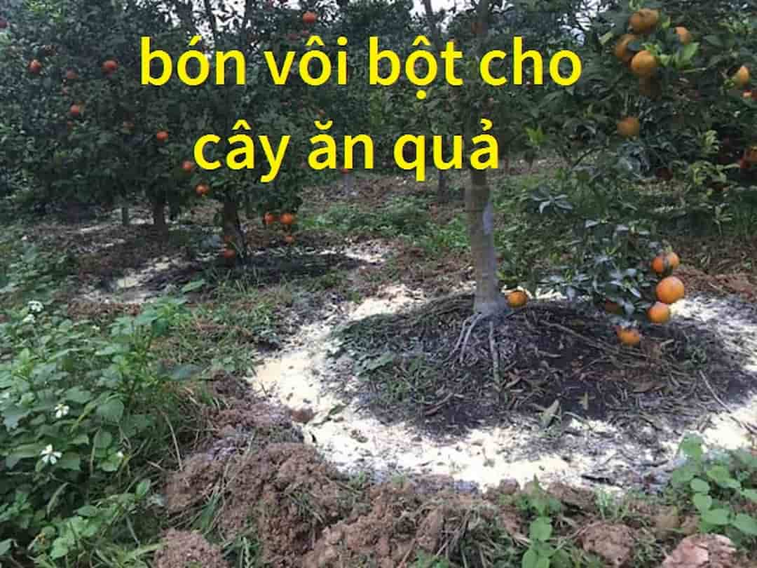 Thời điểm bón vôi