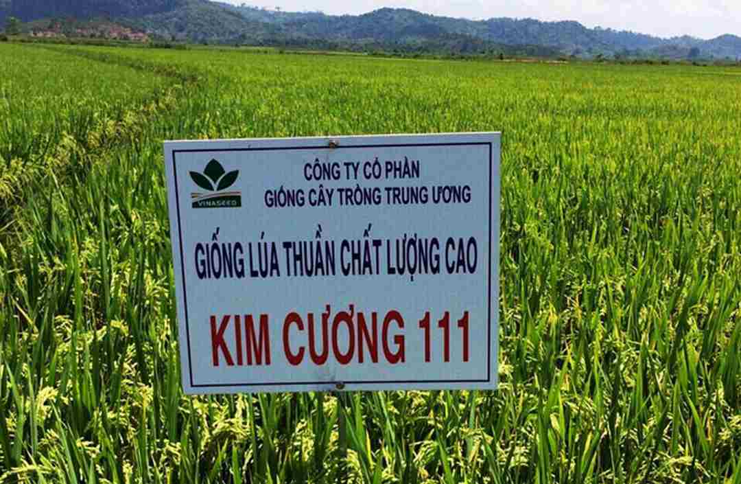 Sử dụng giống cây trồng chống sâu bệnh