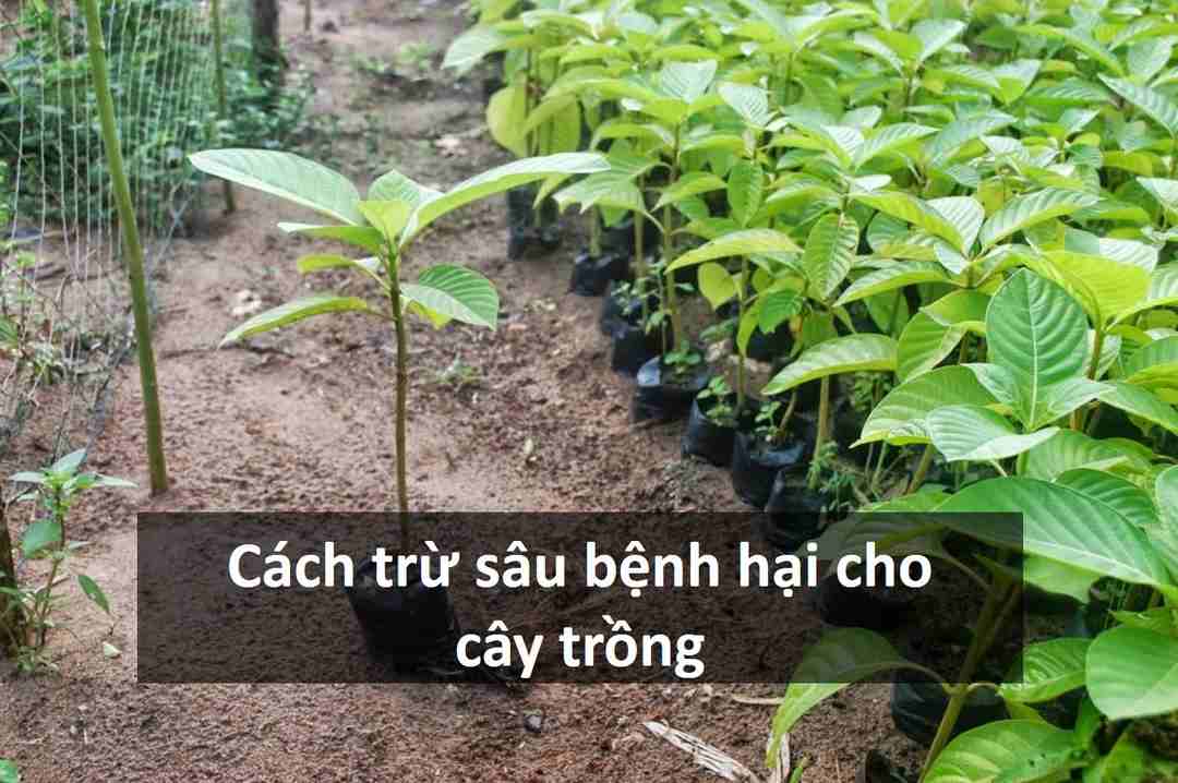 Lựa chọn giống cây phù hợp giúp chống sâu bệnh hại