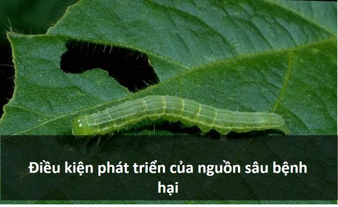 Các điều kiện phát triển của nguồn sâu bệnh hại