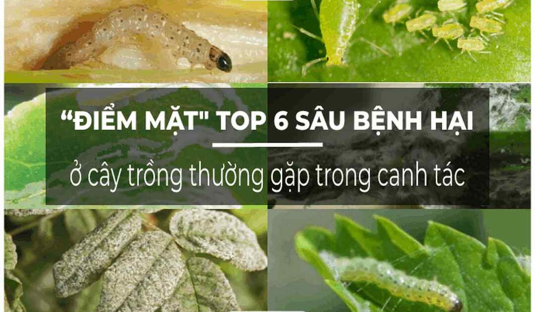 Cách phân biệt các loại bệnh hại trên cây trồng