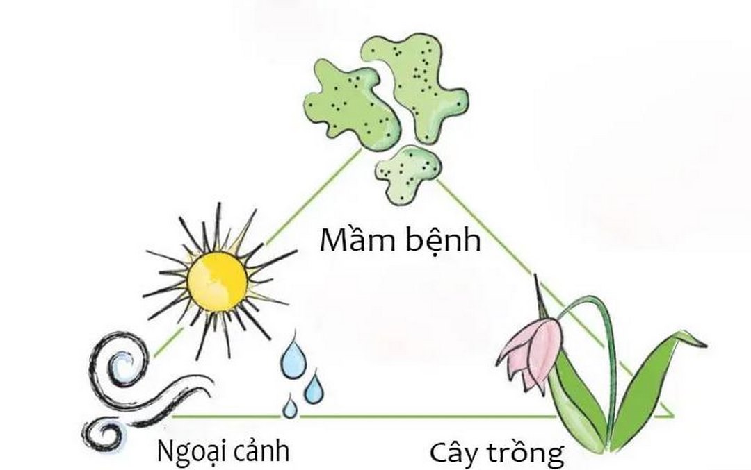 Nguyên nhân cây trồng bị bệnh hại