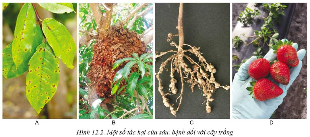 Tác hại của bệnh hại đối với cây trồng