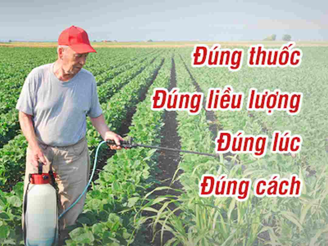 Hướng dẫn sử dụng thuốc trừ sâu bệnh hại cho cây trồng