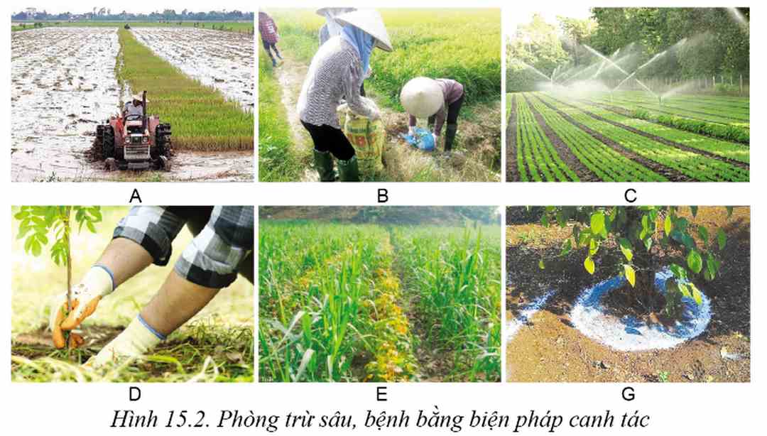 Các biện pháp canh tác giống cây trồng phòng trừ sâu bệnh.