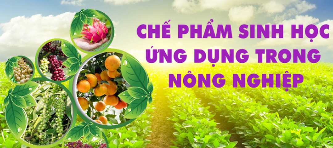 Phòng trừ sâu bệnh hại cho cây trồng bằng chế phẩm sinh học có hiệu quả không?