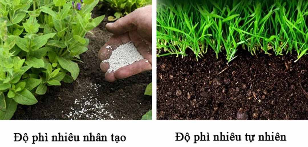 Độ phì nhiêu tự nhiên và nhân tạo cái nào tốt hơn cho cây trồng?