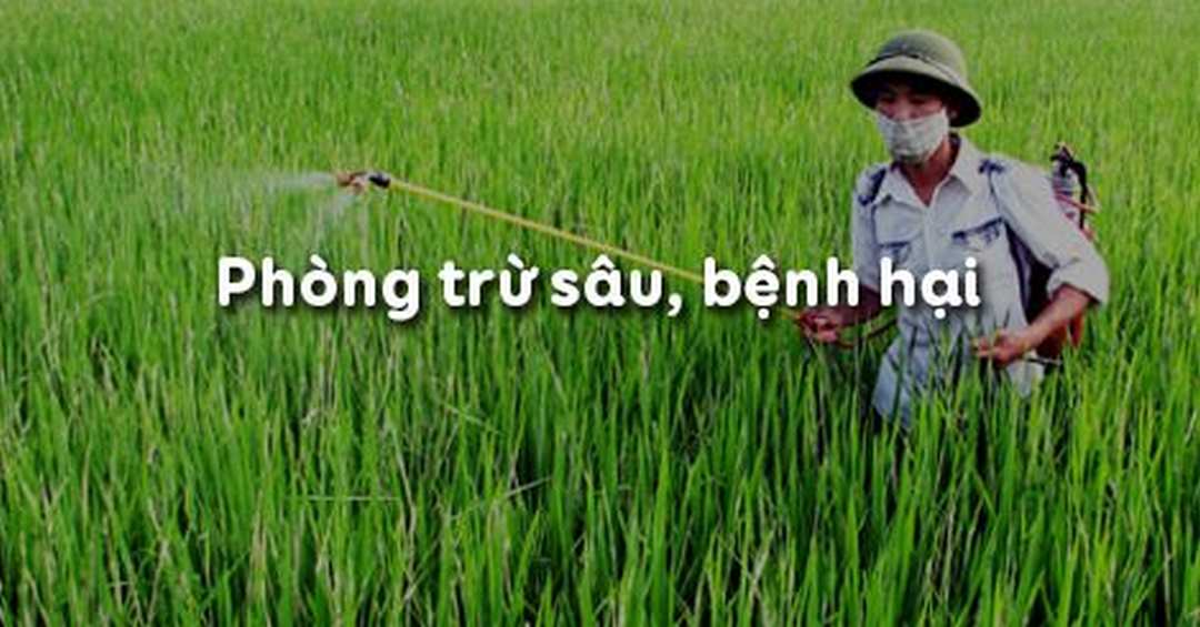 Cách Phòng Trừ Sâu Bệnh Hại Bằng Biện Pháp Sinh Học