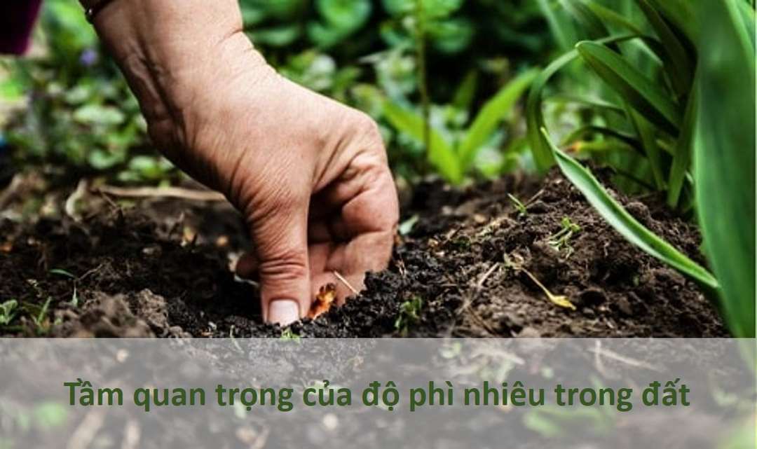 Tầm quan trọng của Độ Phì Nhiêu Đối Với Trồng Cây