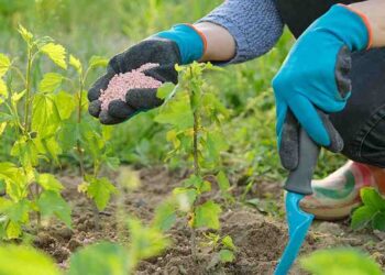 Thông tin chi tiết về bón thúc