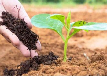 Đất đai màu mỡ tơi xốp hơn khi sử dụng phân hữu cơ
