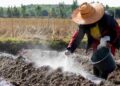 Bón vôi cho đất mặn có tác dụng hỗ trợ rửa mặn
