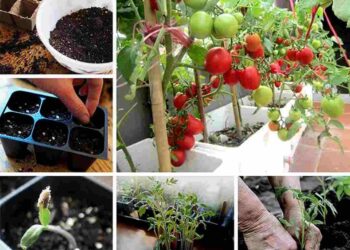 Trồng cà chua bằng hạt giống