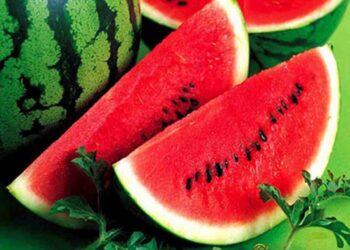 Trồng dưa hấu bằng hạt được nhiều người lựa chọn