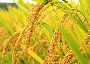 Cây lúa là hình ảnh thân quen của làng quê Việt Nam