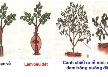 Chiết cành kỹ thuật của nhà vườn