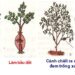 Chiết cành kỹ thuật của nhà vườn