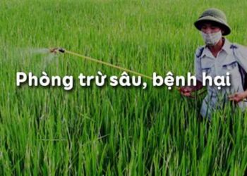 Có bao nhiêu biện pháp phòng trừ sâu bệnh hại cho cây