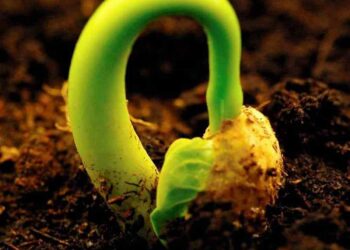 Các yếu tố để sâu bệnh tạo thành dịch là gì?