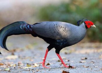 Gà lôi có xuất xứ ở khu vực Châu Mỹ có chất lượng thịt ngon