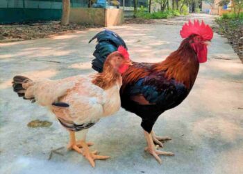 Gà mía có đặc điểm bộ lông nhiều màu sắc 