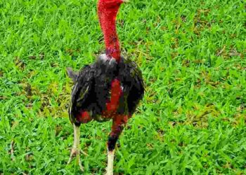 Gà nòi là là giống gà có khả năng chiến đấu cao nhờ sức khoẻ tốt