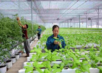 Chọn giống cây dựa trên những tiêu chí cụ thể