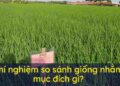 Cần phải thí nghiệm so sánh giữa các giống để biết cái nào tốt